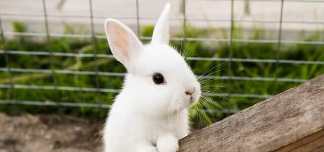 LECT イースターフェスティバル