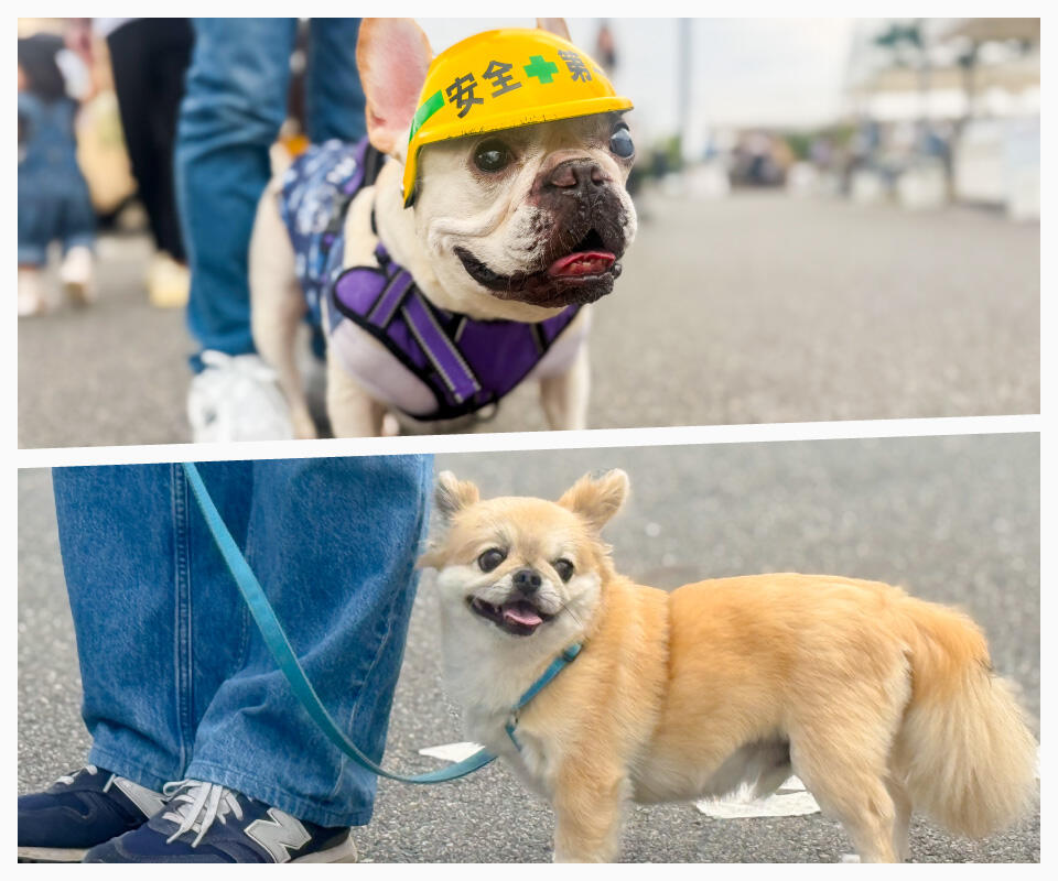 『ドッググリーティング』開催中のようす