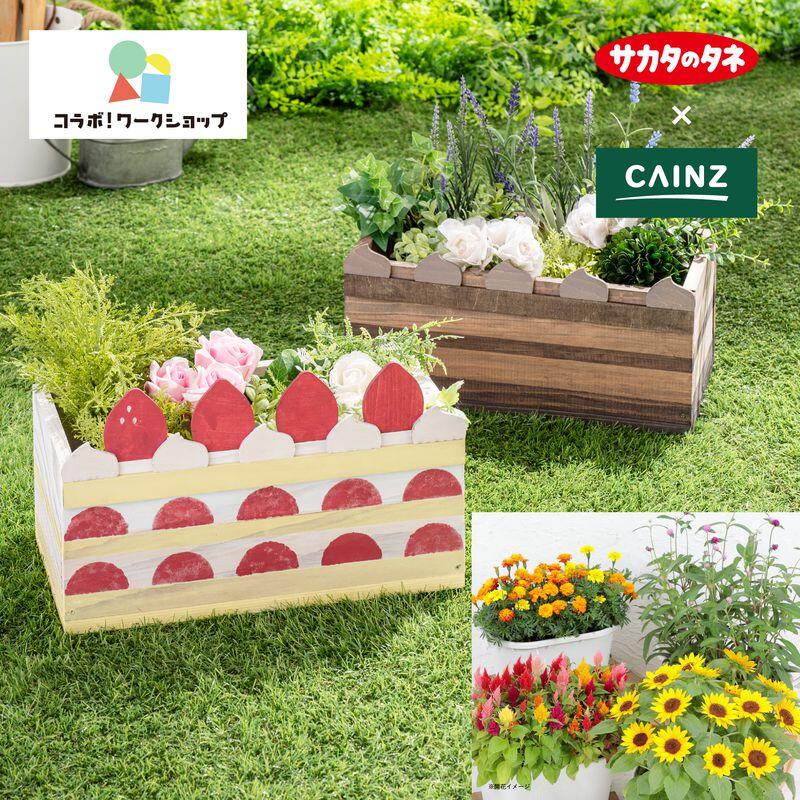 『タネから育てるケーキ風プランター』の完成イメージ写真