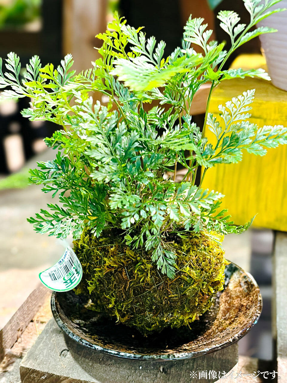 『苔玉アート』の完成イメージ写真