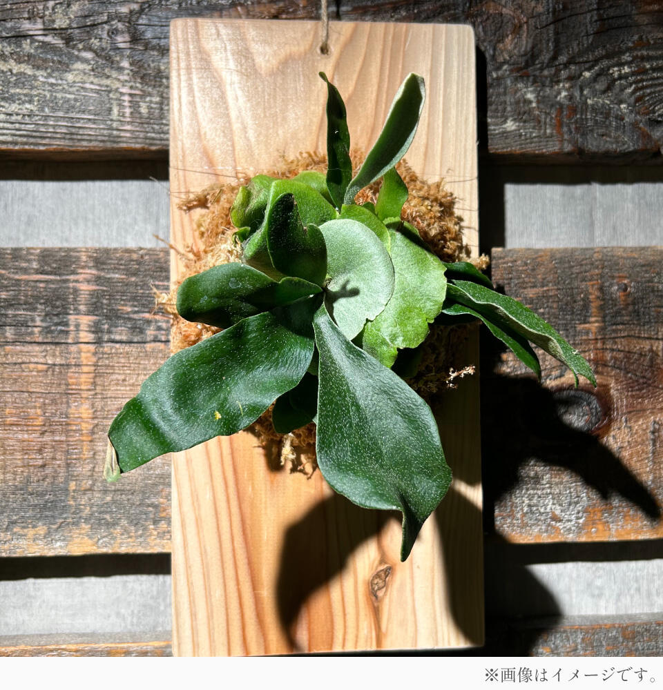 FLOWER SHOP MIYABI「コウモリランの板付け」