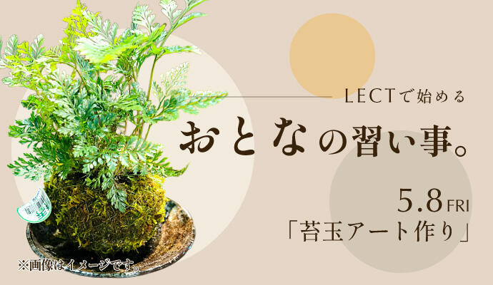 おとなの習い事。～苔玉アート作り～ イメージ