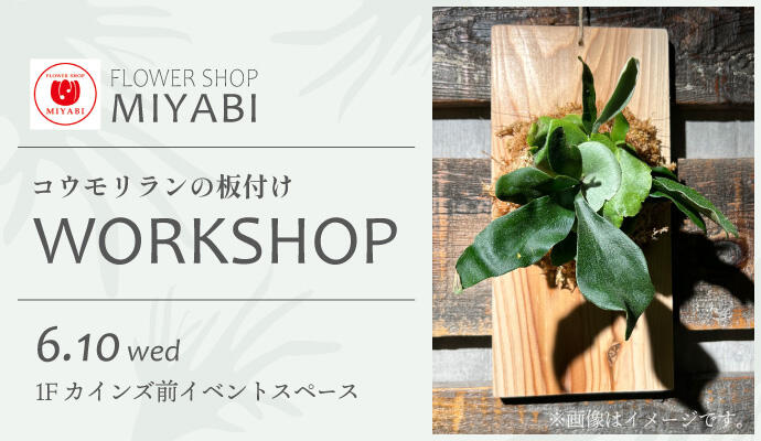 FLOWER SHOP MIYABI「コウモリランの板付け」 イメージ